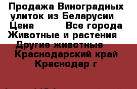 Продажа Виноградных улиток из Беларусии › Цена ­ 250 - Все города Животные и растения » Другие животные   . Краснодарский край,Краснодар г.